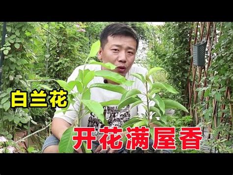 白玉蘭花種植禁忌|【玉蘭花種植禁忌】小心種錯！玉蘭花種植禁忌大公開